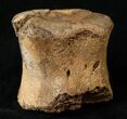 Hadrosaurid Caudal Vertebrae (Tail Bone) #15273-2